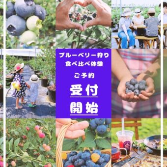 ブルーベリー狩り予約受付開始2026