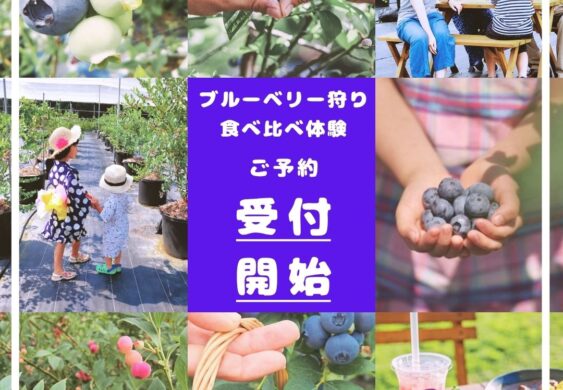 ブルーベリー狩り予約受付開始2026